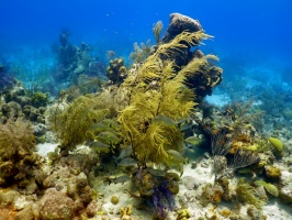 44 Reef IMG 3505
